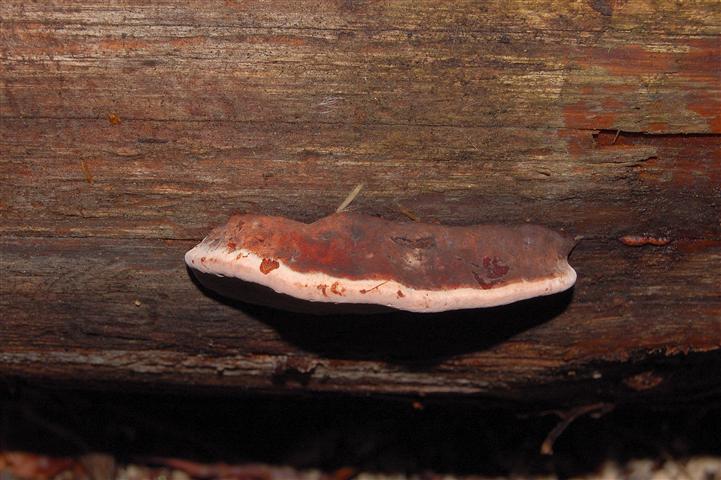 Fomitopsis rosea